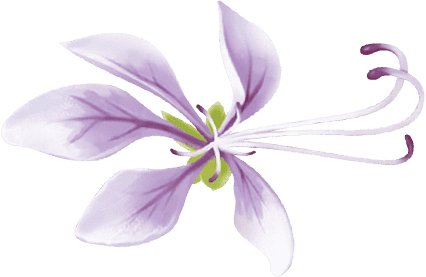 Flor lila delantera del marco rojo